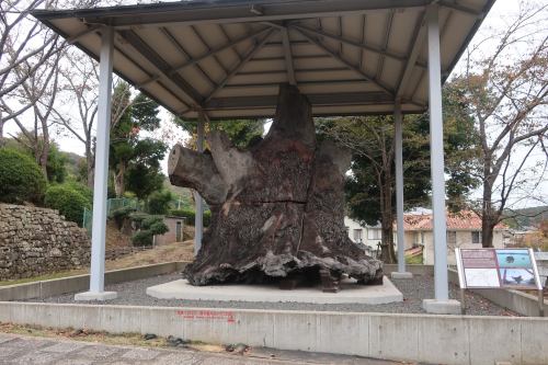an ancient camphor tree